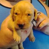 Sammy, a male Labrador Retriever for sale in Defuniak Springs, FL – 5 of 6