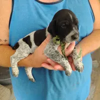 Rocky Road, a male German Shorthaired Pointer for sale in Defuniak Springs, FL – 3 of 9
