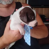 Barracuda, a male German Shorthaired Pointer for sale in Defuniak Springs, FL – 5 of 6