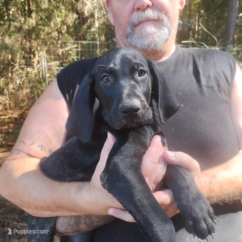 Winnie – German Shorthaired Pointer puppy for sale in Defuniak Springs, FL