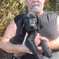 Winnie, a female German Shorthaired Pointer for sale in Defuniak Springs, FL – 1 of 9