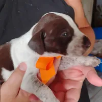 Mahi, a male German Shorthaired Pointer for sale in Defuniak Springs, FL – 3 of 7