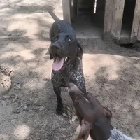 Jackson, a male German Shorthaired Pointer for sale in Defuniak Springs, FL – 7 of 9