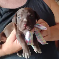 Remora, a female German Shorthaired Pointer for sale in Defuniak Springs, FL – 4 of 6