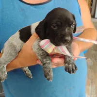 Caramel Sundae, a female German Shorthaired Pointer for sale in Defuniak Springs, FL – 9 of 9