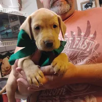 Timmy , a male Labrador Retriever for sale in Defuniak Springs, FL – 6 of 8