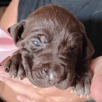 Guppy, a female German Shorthaired Pointer for sale in Defuniak Springs, FL – 3 of 7