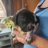 Spumoni , a male German Shorthaired Pointer for sale in Defuniak Springs, FL – 2 of 8