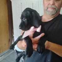 Winnie, a female German Shorthaired Pointer for sale in Defuniak Springs, FL – 9 of 9