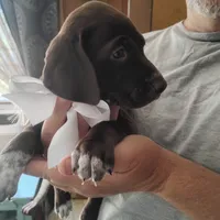 Tweety, a female German Shorthaired Pointer for sale in Defuniak Springs, FL – 8 of 10