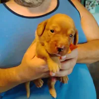 Marty, a male Labrador Retriever for sale in Defuniak Springs, FL – 4 of 7