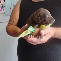 Homer , a male German Shorthaired Pointer for sale in Defuniak Springs, FL – 6 of 10