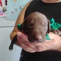 Sigmond , a male German Shorthaired Pointer for sale in Defuniak Springs, FL – 5 of 6