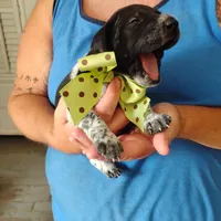 Spumoni , a male German Shorthaired Pointer for sale in Defuniak Springs, FL – 8 of 8
