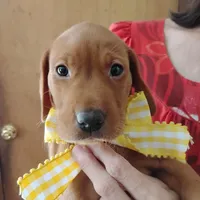 Sunny Flower, a female Labrador Retriever for sale in Defuniak Springs, FL – 3 of 5