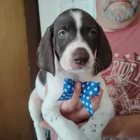 Barracuda, a male German Shorthaired Pointer for sale in Defuniak Springs, FL – 4 of 6