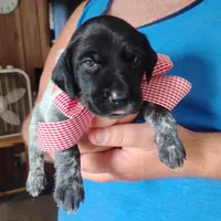 Strawberry Shortcake, a female German Shorthaired Pointer for sale in Defuniak Springs, FL – 7 of 8