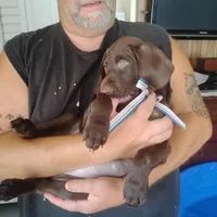 Clara, a female German Shorthaired Pointer for sale in Defuniak Springs, FL – 5 of 8