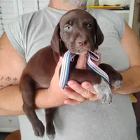 Petunia, a female German Shorthaired Pointer for sale in Defuniak Springs, FL – 8 of 8