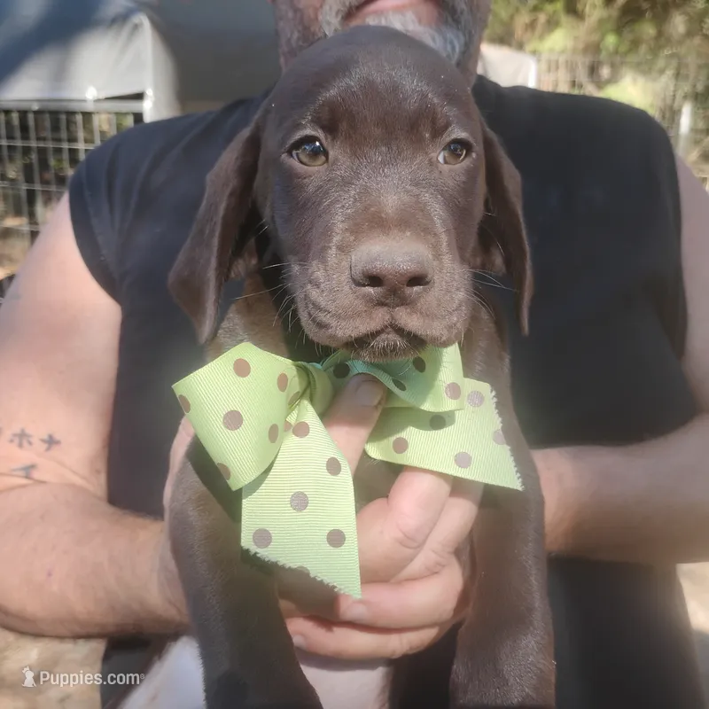 Rusty – German Shorthaired Pointer puppy for sale in Defuniak Springs, FL