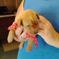 Rose, a female Labrador Retriever for sale in Defuniak Springs, FL – 3 of 7
