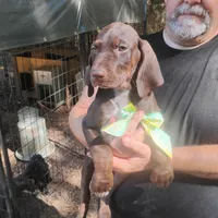 Homer , a male German Shorthaired Pointer for sale in Defuniak Springs, FL – 2 of 10