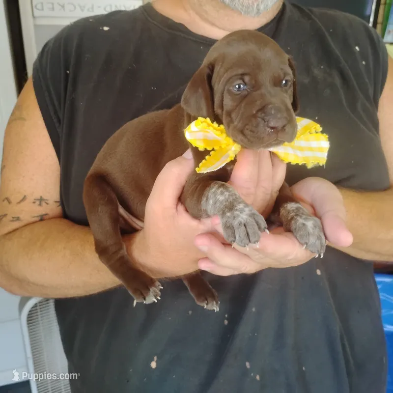 Abigail – German Shorthaired Pointer puppy for sale in Defuniak Springs, FL