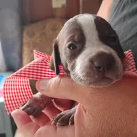 Queen Trigger , a female German Shorthaired Pointer for sale in Defuniak Springs, FL – 3 of 7