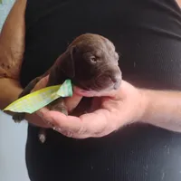 Homer , a male German Shorthaired Pointer for sale in Defuniak Springs, FL – 8 of 10