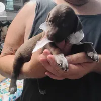 Tweety, a female German Shorthaired Pointer for sale in Defuniak Springs, FL – 7 of 7