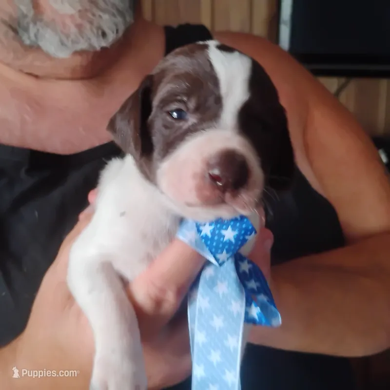 Barracuda – German Shorthaired Pointer puppy for sale in Defuniak Springs, FL