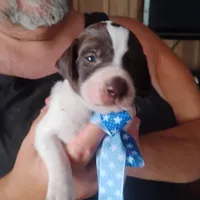 Barracuda, a male German Shorthaired Pointer for sale in Defuniak Springs, FL – 1 of 6