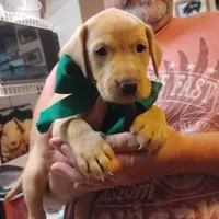 Timmy , a male Labrador Retriever for sale in Defuniak Springs, FL – 4 of 8