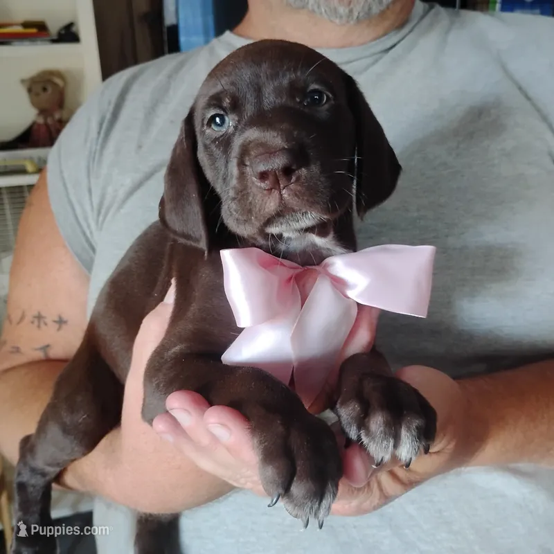 Guppy – German Shorthaired Pointer puppy for sale in Defuniak Springs, FL