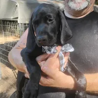 Curtis, a male German Shorthaired Pointer for sale in Defuniak Springs, FL – 10 of 10