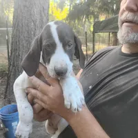 Sebastian , a male German Shorthaired Pointer for sale in Defuniak Springs, FL – 2 of 10