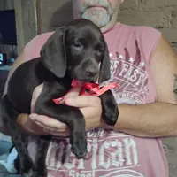 Speedy Gonzales, a male German Shorthaired Pointer for sale in Defuniak Springs, FL – 3 of 7