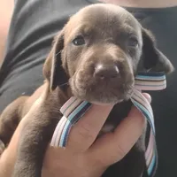Petunia, a female German Shorthaired Pointer for sale in Defuniak Springs, FL – 5 of 8
