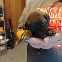 Speedy Gonzales, a male German Shorthaired Pointer for sale in Defuniak Springs, FL – 6 of 6