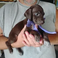 Lil' Perch , a female German Shorthaired Pointer for sale in Defuniak Springs, FL – 7 of 7
