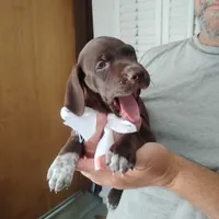 Tweety, a female German Shorthaired Pointer for sale in Defuniak Springs, FL – 3 of 10