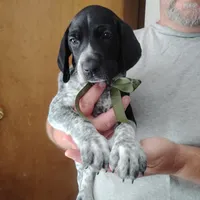 Rocky Road, a male German Shorthaired Pointer for sale in Defuniak Springs, FL – 3 of 9