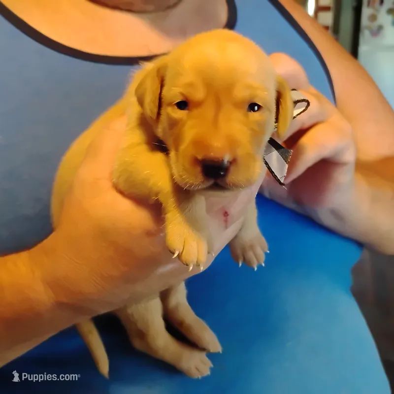 Sammy – Labrador Retriever puppy for sale in Defuniak Springs, FL