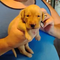 Sammy, a male Labrador Retriever for sale in Defuniak Springs, FL – 1 of 6