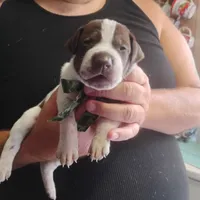 Ricky, a male German Shorthaired Pointer for sale in Defuniak Springs, FL – 5 of 8