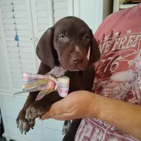 Remora, a female German Shorthaired Pointer for sale in Defuniak Springs, FL – 4 of 7