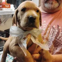 Ollie, a male Labrador Retriever for sale in Defuniak Springs, FL – 4 of 8