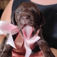 Guppy, a female German Shorthaired Pointer for sale in Defuniak Springs, FL – 5 of 7