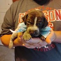 Foghorn Leghorn, a male German Shorthaired Pointer for sale in Defuniak Springs, FL – 8 of 9