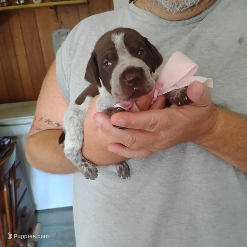 Genevieve – German Shorthaired Pointer puppy for sale in Defuniak Springs, FL